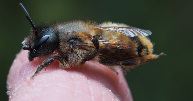Macro shot of a bee resting on a human finger, highlighting its detailed features against a blurred green background.