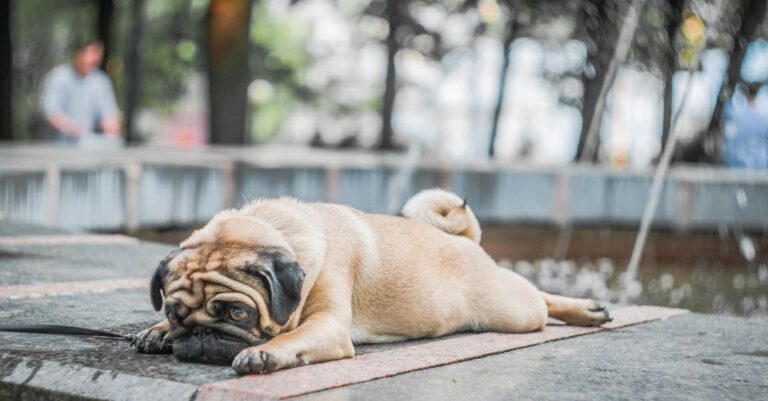 Adorable pug resting on a stone surface in an outdoor setting with a blurred background.