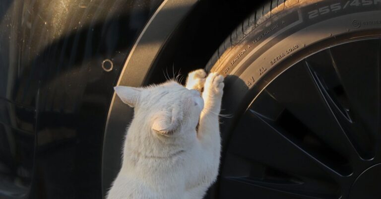 A white cat scratching a car tire, captured in soft sunlight.