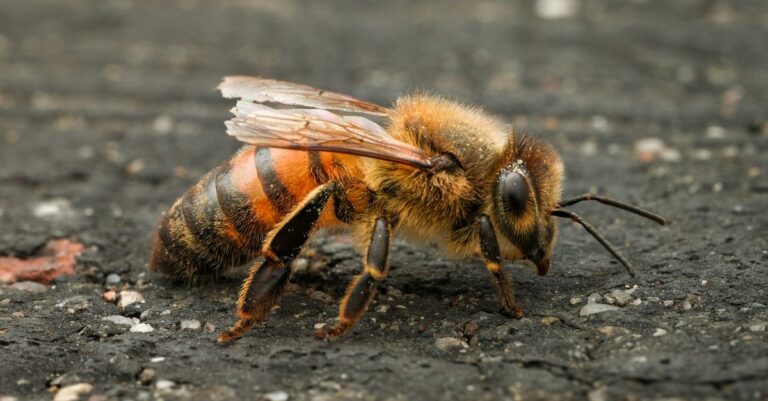 Detailed macro shot of a honeybee (Apis mellifera) resting on asphalt, showcasing its texture and natural colors.