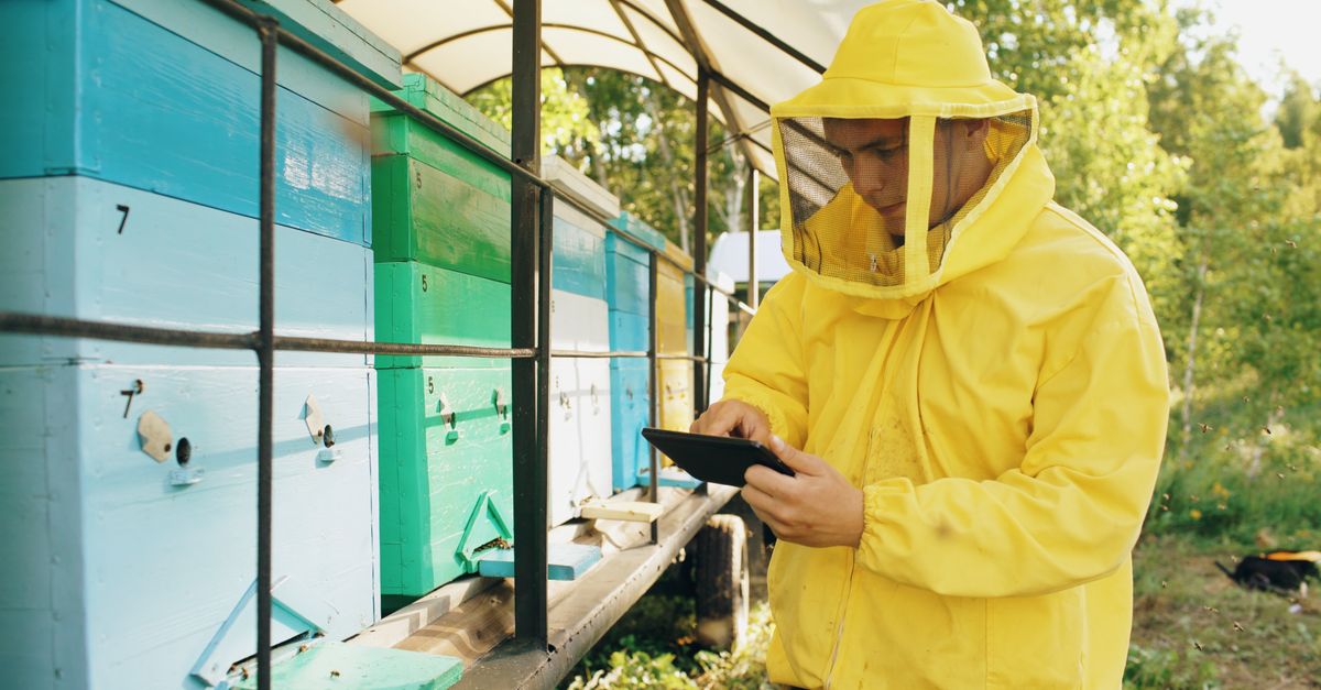 A beekeeper in a bright suit checking hives outdoors, ensuring bee health and productivity.