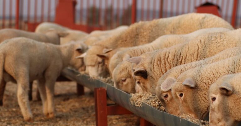 A group of sheep eating from a trough at sunset, showcasing rural farm life.