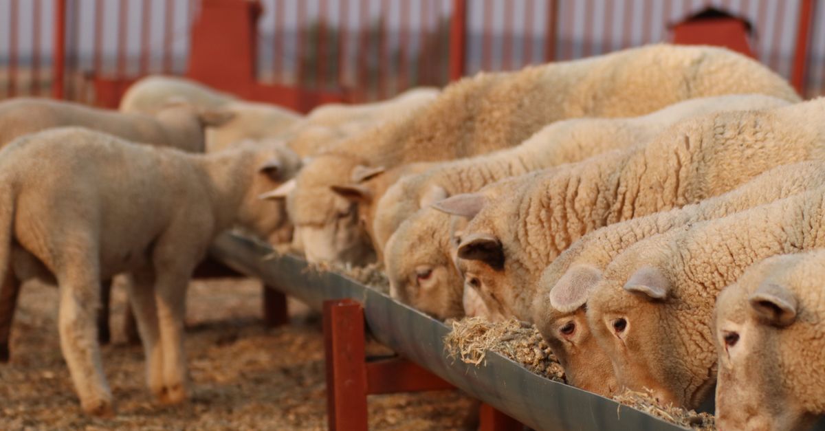 A group of sheep eating from a trough at sunset, showcasing rural farm life.